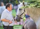 BZ7T7907 Lipizzaner im Burggarten Foto Pfluegl 160719